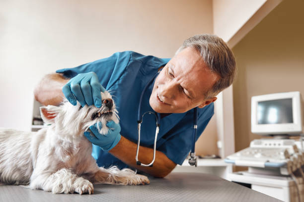 Best Dentist for Tooth Abscess  in Brandon, SD